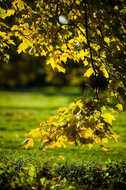 L'acero russo durante l'autunno le foglie sono a colori