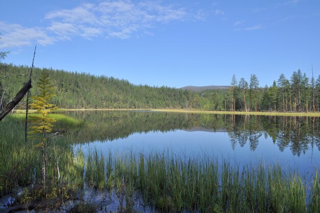 L'acqua blu del lago sotto il cielo blu incornicia i carici degli steli