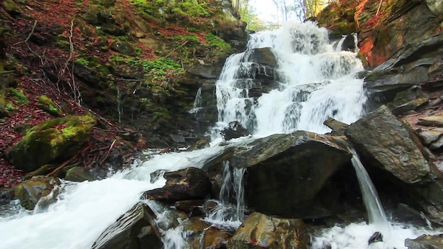 L'acqua cade sulle rocce attraverso il fitto sottobosco di felci di una foresta dei Carpazi