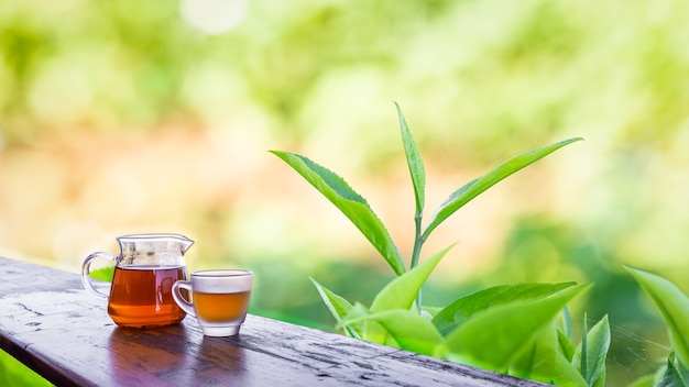 L'acqua del tè in barattoli di vetro sul tavolo di legno e le piantagioni di foglie di tè sfocano lo sfondo del bokeh