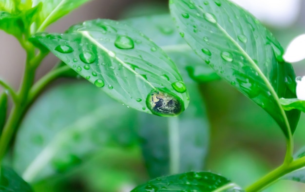 L&#39;acqua della Terra sulle foglie verdi Ecologia e ambiente della Terra