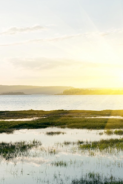 L'acqua è ricoperta di piante verdi alla luce del sole