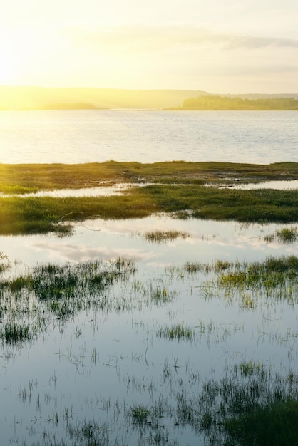 L'acqua è ricoperta di piante verdi alla luce del sole