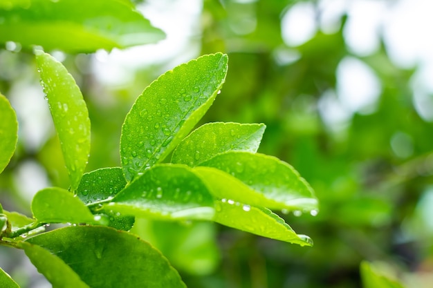 L&#39;acqua piovana è nella foglia verde.