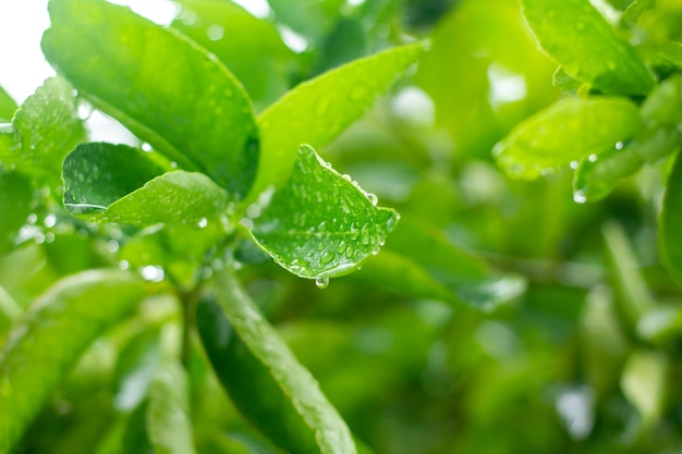 L&#39;acqua piovana è nella foglia verde.