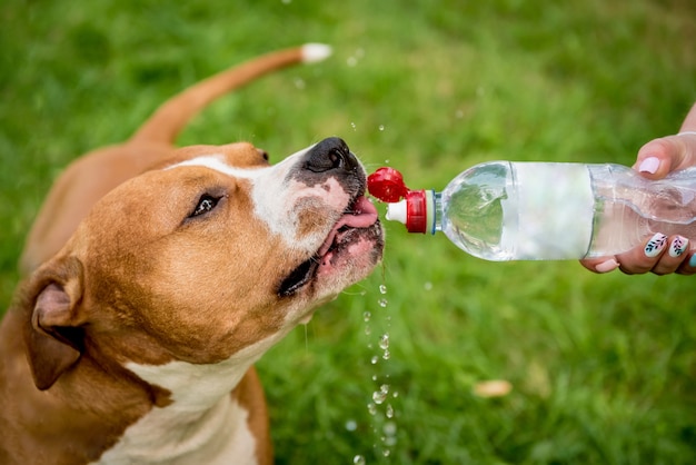 L'acqua potabile dell'American Staffordshire Terrier