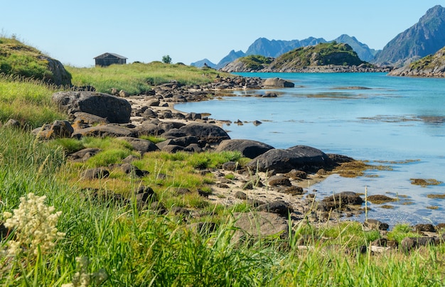 L'acqua turchese della baia, le pietre e l'erba verde in estate, isola di Arsteinen, arcipelago delle Lofoten, Norvegia