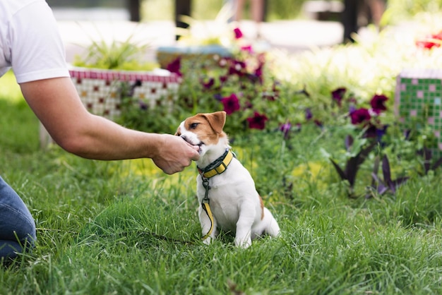 L'adorabile cane Jack Russell Terrier addestrato nella natura del parco mangia dalla mano del suo proprietario