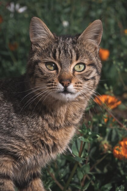 L'adorabile gatto è in giardino