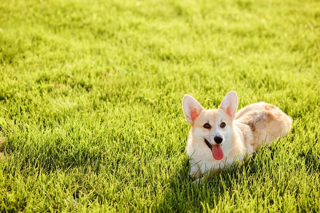 L'adorabile Welsh Corgi Pembroke si rilassa sull'erba verde del prato al tramonto in estate. Copia spazio.