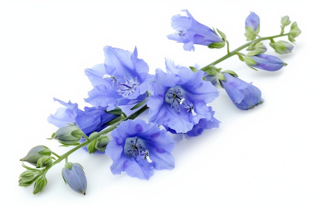 L'affascinante fiore di Larkspur