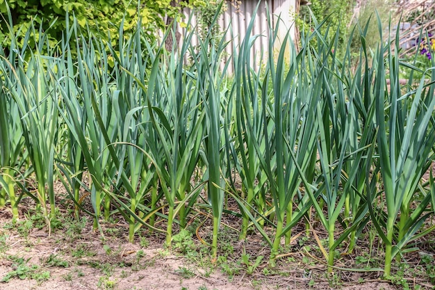 L'aglio fresco cresce nel giardino del giardino