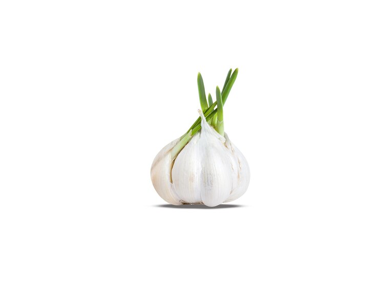 Foto l'aglio o allium sativum è usato sia come aromatizzante alimentare che come medicina tradizionale