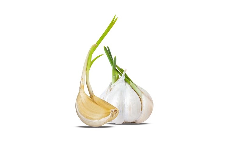 Foto l'aglio o allium sativum è usato sia come aromatizzante alimentare che come medicina tradizionale