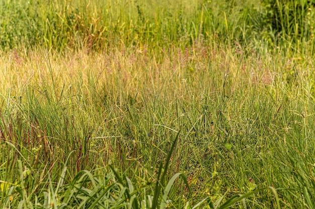 L'aglio verde cresce nel terreno in primavera al mattino presto.