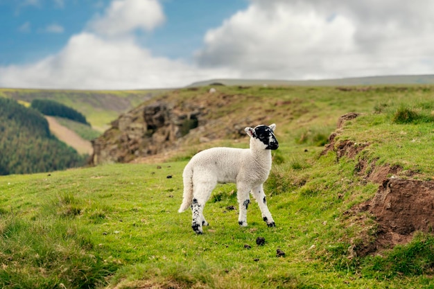 L'agnello carino al pascolo sul prato nel Peak District contro il cielo blu