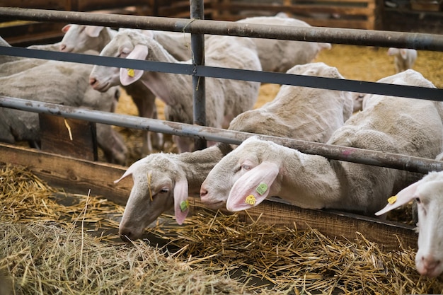 L'agnello guarda fuori dal gregge di pecore nella stalla