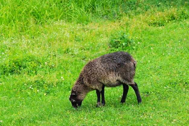 L'agnello ruspante mangia l'erba