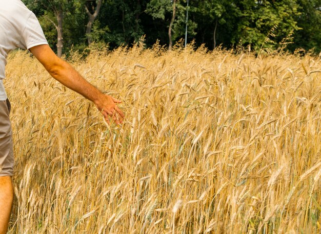 L'agricoltore agronomo tocca le orecchie d'oro con la mano