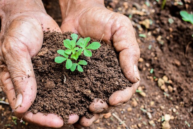 L'agricoltore anziano tiene il germoglio e la terra con la mano La semina germoglia la crescita della pianta