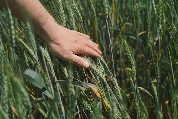 L'agricoltore cammina attraverso un campo di grano e tocca le spighe di grano verdi con le mani L'agricoltore tocca le spighe di grano sul campo ispezionando il suo raccolto Attività agricola