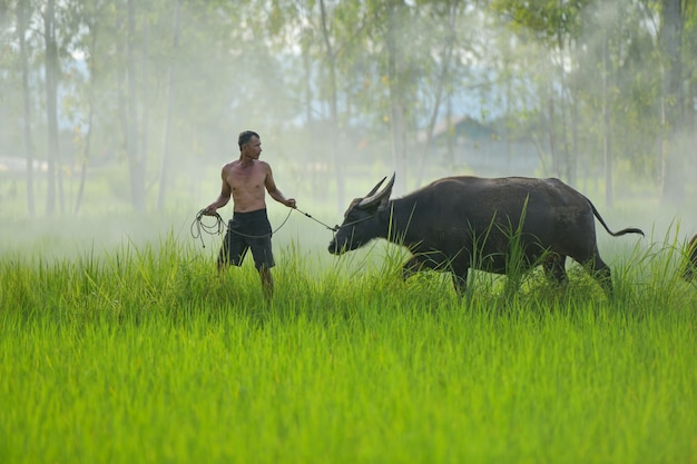 L'agricoltore che pianta sui terreni agricoli biologici del risone, Thailandiatha