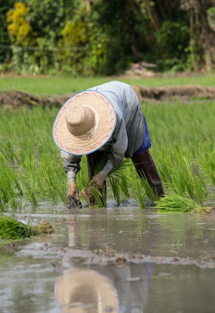 L'agricoltore che pianta sul risone nel campo