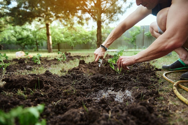 L'agricoltore del primo piano che infastidisce il terreno usando la pala da giardino scava il terreno nero e piantando piantine di pomodoro germogliate in piena terra in una fattoria ecologica Crescita di verdure biologiche