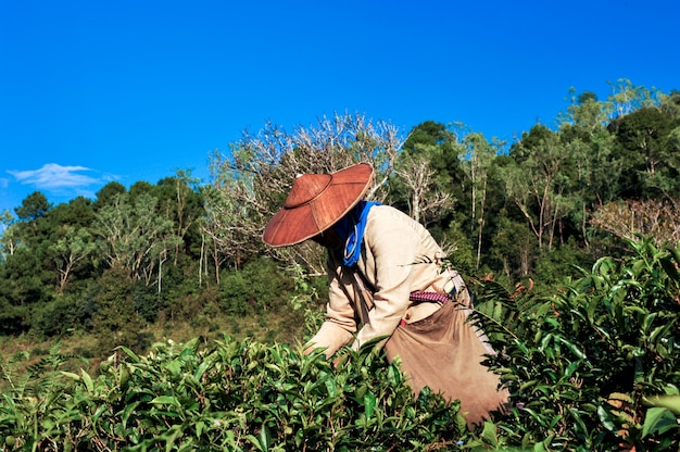 L'agricoltore del tè raccoglie le foglie di tè.