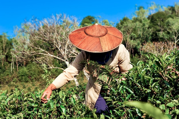 L'agricoltore del tè raccoglie le foglie di tè.