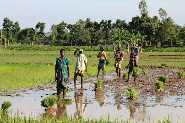 L'agricoltore del villaggio sta lavorando nel campo per produrre enormi risaia o riso.