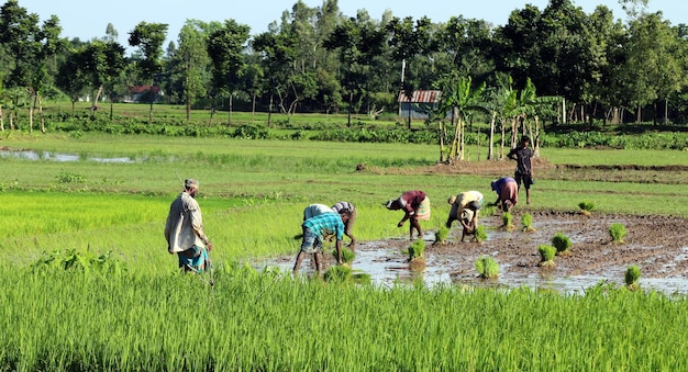 L'agricoltore del villaggio sta piantando semi di risone nel campo.