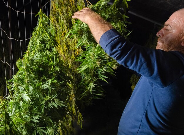 L'agricoltore lavoratore appende le piante di Marijuana ad asciugare in un fienile Cannabis Sativa organica