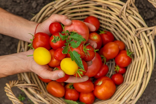 L'agricoltore maschio raccoglie i pomodori nel giardino Messa a fuoco selettiva