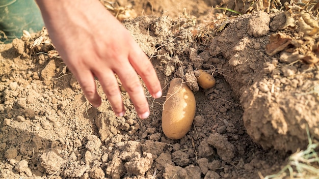 L'agricoltore maschio raccoglie le sue patate in giardino L'uomo ha raccolto le patate