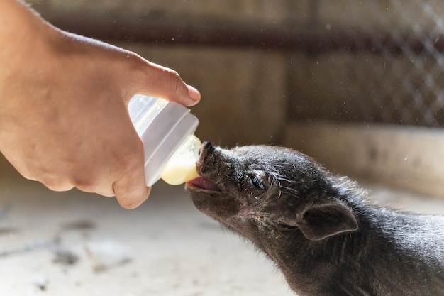 L'agricoltore nutre il latte dal cucciolo di maiale in bottiglia nel fienile della fattoria per portarlo in un sano biologico per farlo