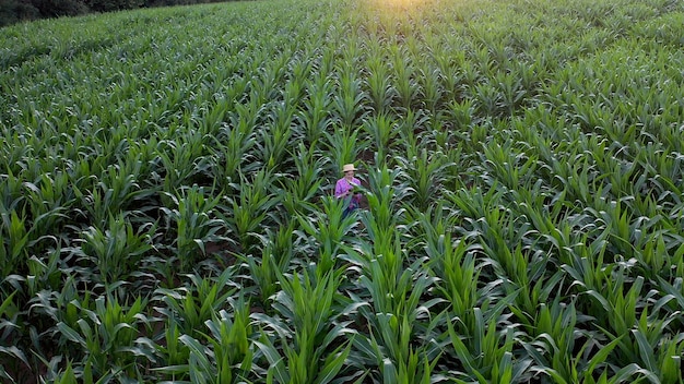 L'agricoltore o un agronomo ispezionano un campo di pannocchie di mais. Il concetto di impresa agricola. Agronomo con tablet controlla le pannocchie di mais.