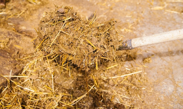 L'agricoltore pulisce la stalla della mucca e raccoglie letame e paglia vecchia Fertilizzante naturale futuro compost