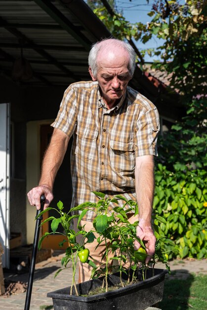 L'agricoltore raccoglie la paprica in giardino