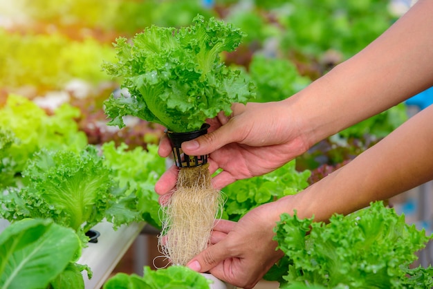 L&#39;agricoltore raccoglie la verdura di insalata organica idroponica verde in azienda agricola