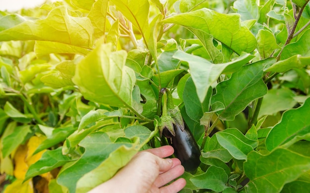 L'agricoltore raccoglie melanzane mature nel campo Coltivazione di verdure biologiche fresche nell'azienda agricola