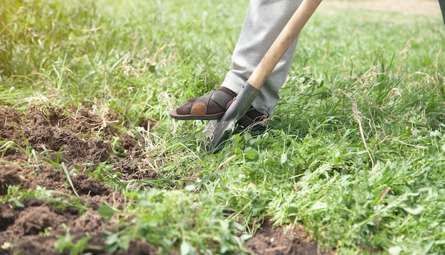 L'agricoltore scava il terreno con la pala in giardino.