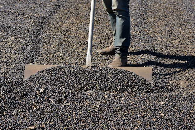 L'agricoltore sparge i chicchi di caffè per asciugarsi