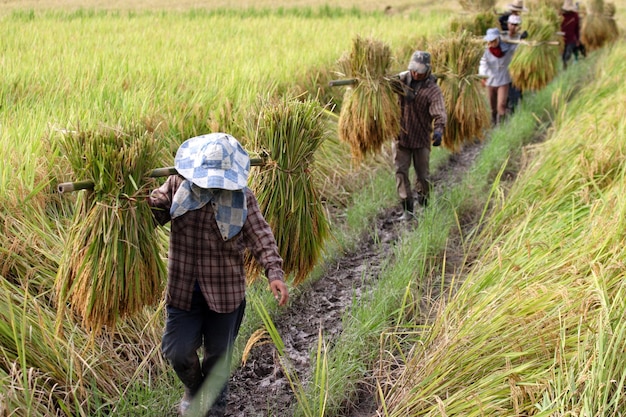 L'agricoltore sposta il riso raccolto nel campo