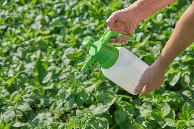 L'agricoltore spruzza il pesticida con lo spruzzatore manuale contro gli insetti sulla piantagione di patate in giardino di estate. Concetto di agricoltura e giardinaggio