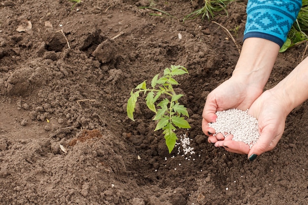 L'agricoltore sta dando fertilizzante chimico alla giovane pianta di pomodoro che cresce nel giardino.