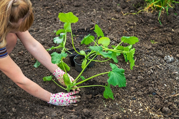 L'agricoltore sta piantando zucchine nel giardino Fuoco selettivo