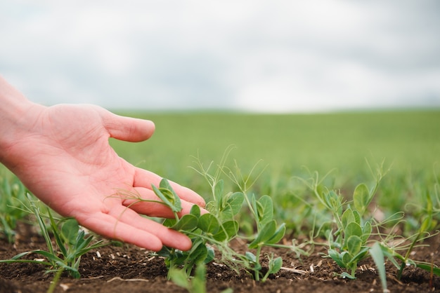 L'agricoltore sta studiando lo sviluppo dei piselli vegetali. L'agricoltore si prende cura dei piselli nel campo. Il concetto di agricoltura