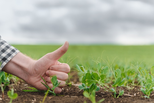 L'agricoltore sta studiando lo sviluppo dei piselli vegetali. L'agricoltore si prende cura dei piselli nel campo. Il concetto di agricoltura