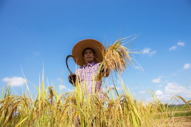 L'agricoltore tailandese sta con una falce e raccoglie il riso nel campo.